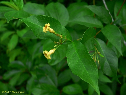 {Thyrsanthella difformis}